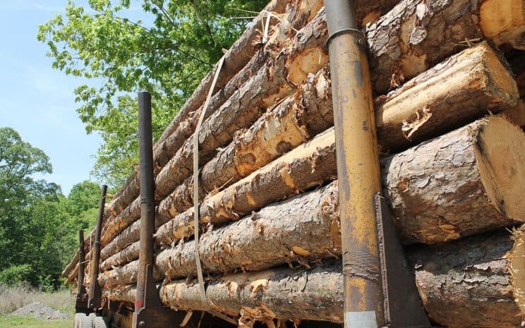 Mapuche. El caso de la Coordinadora Arauco Malleco en lucha contra las compañías forestales en Chile.